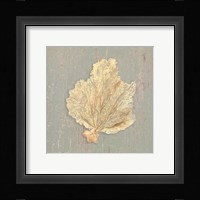 Sea Fan Framed Print