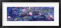 Water Lilies (blue and purple) Framed Print