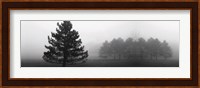 Misty Pines Fine Art Print