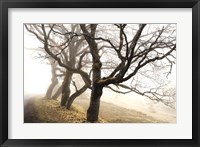 Early Morning Calm Fine Art Print