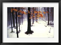 Quiet Woods Fine Art Print