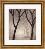 Forest IV Fine Art Print