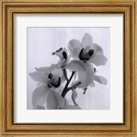 Orchid Spray II Fine Art Print