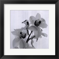 Orchid Spray II Fine Art Print