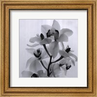 Orchid Spray I Fine Art Print