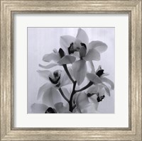 Orchid Spray I Fine Art Print