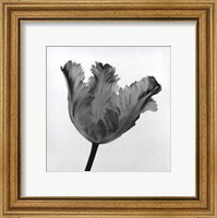 Parrot Tulip I Fine Art Print