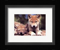 Spring Wolf Pups Fine Art Print