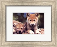 Spring Wolf Pups Fine Art Print