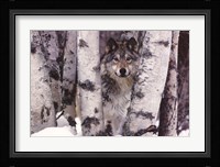 Mountain Ranger Fine Art Print