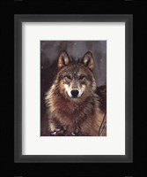 Woodland Pride, Montana Fine Art Print