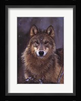 Woodland Pride, Montana Fine Art Print