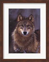 Woodland Pride, Montana Fine Art Print