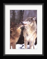 Boreal Interlude, Canada Fine Art Print