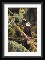 Silent Sentinel, Alaska Fine Art Print