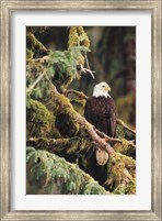 Silent Sentinel, Alaska Fine Art Print