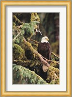 Silent Sentinel, Alaska Fine Art Print