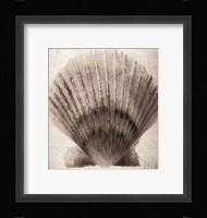 Scallop Shell Framed Print