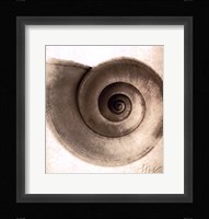 Snail Shell Framed Print
