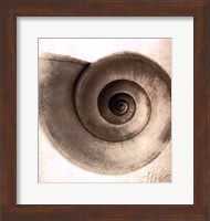 Snail Shell Fine Art Print