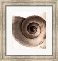 Snail Shell Fine Art Print