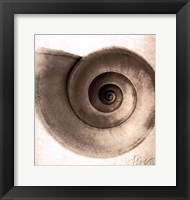 Snail Shell Fine Art Print