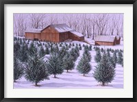 Xmas Tree Farm Framed Print