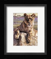 Serengeti Lioness Fine Art Print