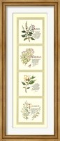 Kitchen Herbs I Fine Art Print