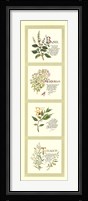 Kitchen Herbs I Fine Art Print