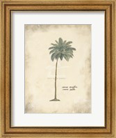Cocoa Palm Fine Art Print