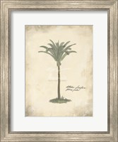 Fibres Palm Fine Art Print
