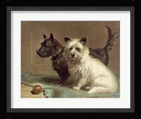 Scotty and Khaki Fine Art Print
