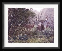 Lone Star Whitetail Fine Art Print