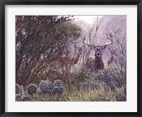 Lone Star Whitetail Fine Art Print