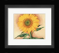 A Sunflower from Maggie, 1937 Fine Art Print