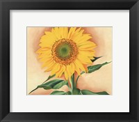 A Sunflower from Maggie, 1937 Fine Art Print