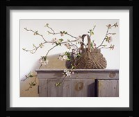 Apple Blossoms Framed Print