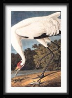 Hooping Crane Fine Art Print