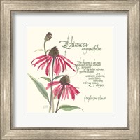 Echinacea Fine Art Print