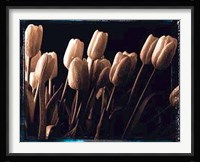 Tulips Fine Art Print