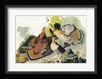 Ruffed Grouse Fine Art Print