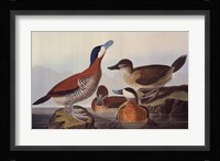 Ruddy Duck Fine Art Print