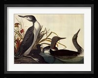 Red Throated Diver Fine Art Print
