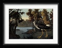 Yellow Shank Fine Art Print
