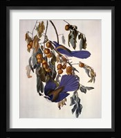 Florida jay Framed Print