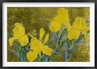 Yellow Iris Framed Print