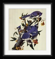 Blue Jay Fine Art Print