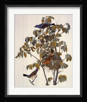 Blue Grosbeak Framed Print