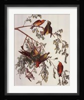 American Crossbill Framed Print